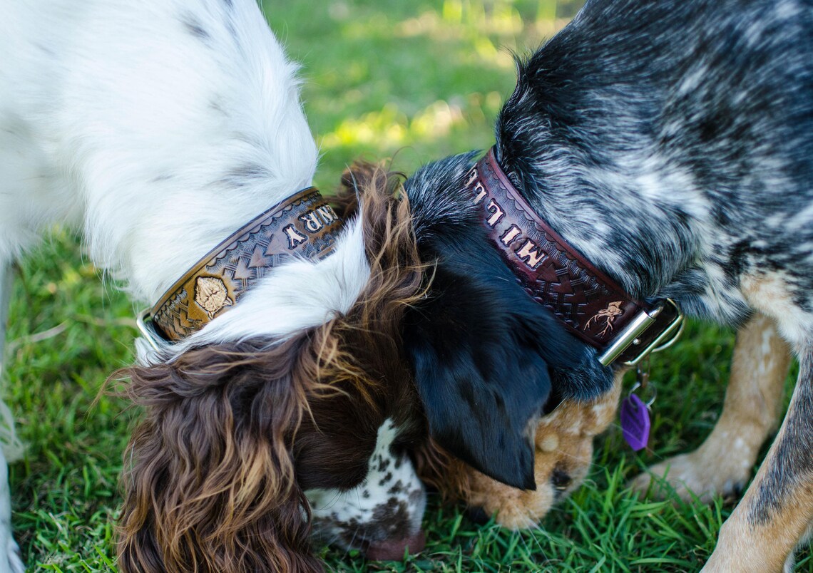 Dva psi s ručně vyráběnými koženými obojky na míru s ražbou jména v přírodě