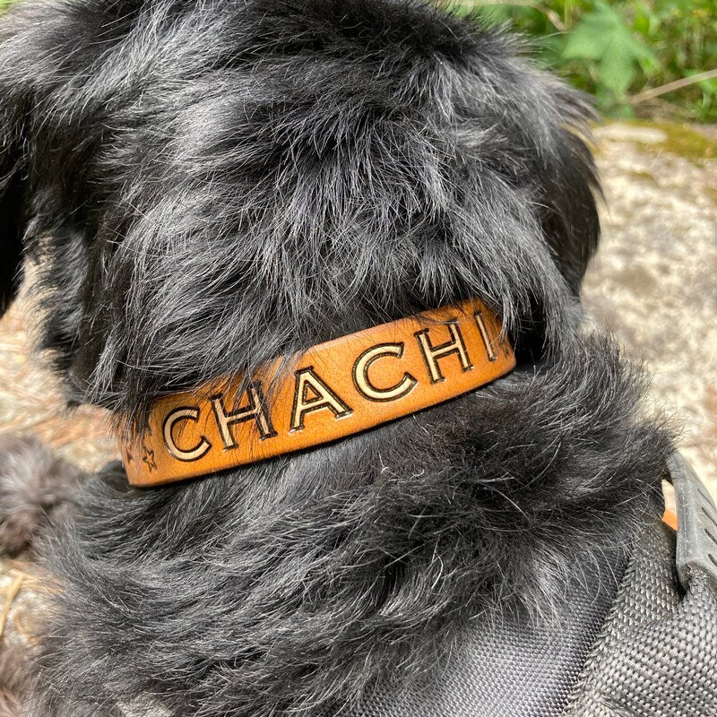 Detail personalizovaného koženého obojku pro psa se jménem Chachi při venkovní procházce