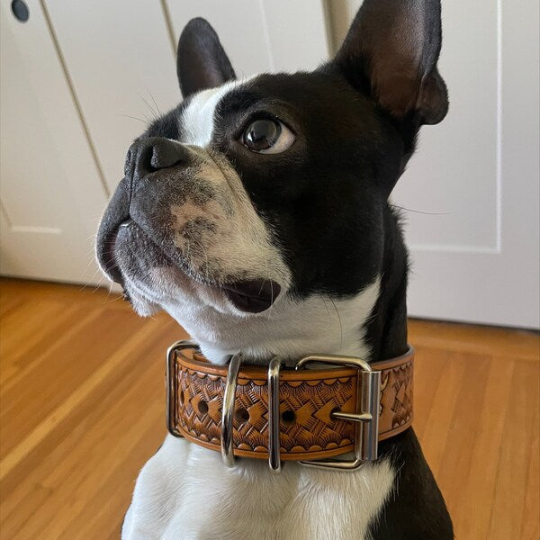 Kožený obojek pro psa s pevným zapínáním na kovovou přezku