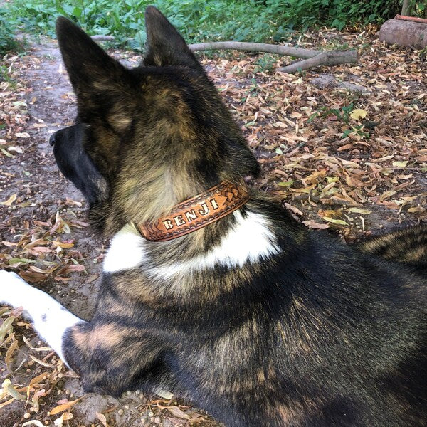 Kožený obojek pro psa dobře viditelný na tmavé srsti