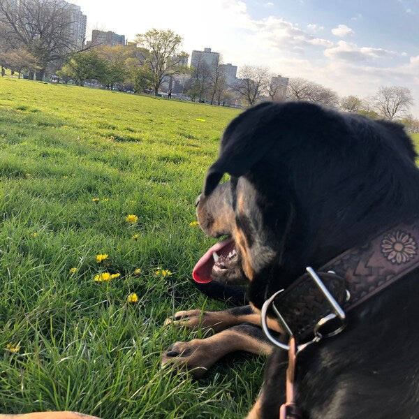 Kožený obojek pro psa při odpočinku v městském parku