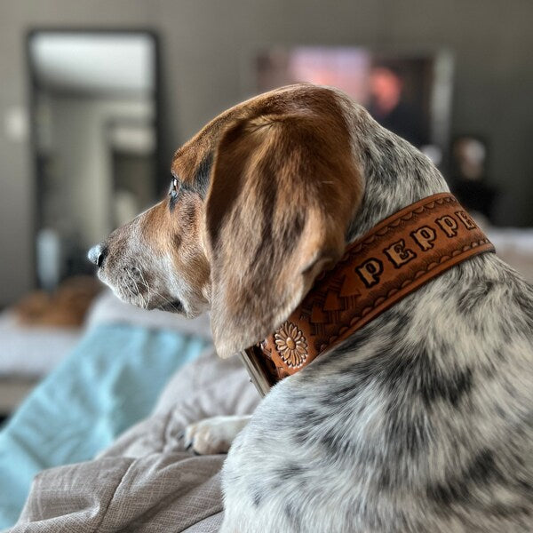 Kožený obojek pro psa nasazený na krku při běžném nošení doma