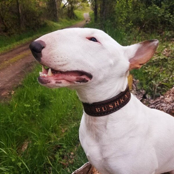 Kožený obojek pro psa při procházce v přírodě