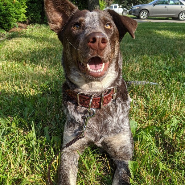Kožený obojek pro psa s připnutým vodítkem při pobytu venku