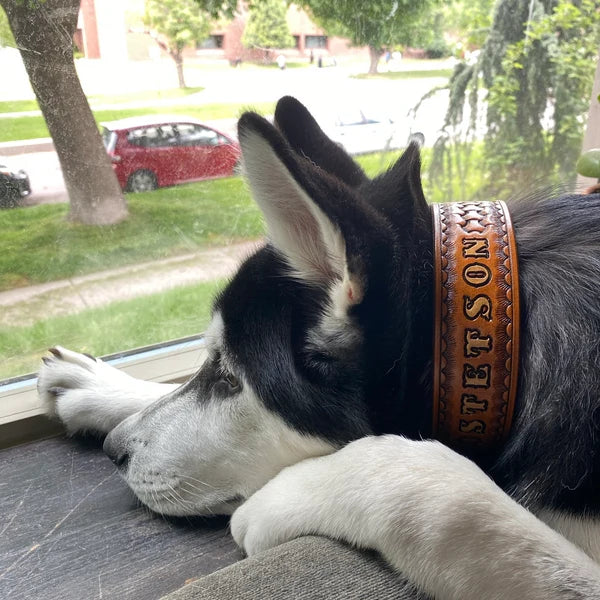 Sibiřský husky ležící u okna s ručně vyráběným koženým obojkem se jménem Stepson na krku