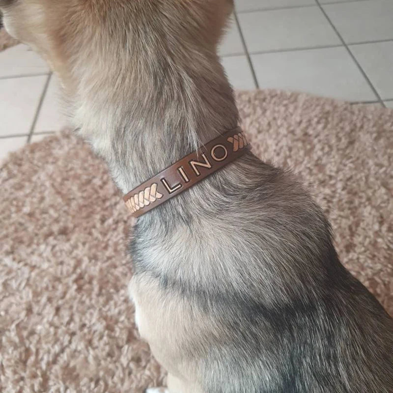 Kožený obojek pro menší psy s raženým jménem, nasazený na psovi zezadu jako detail přizpůsobení a velikosti