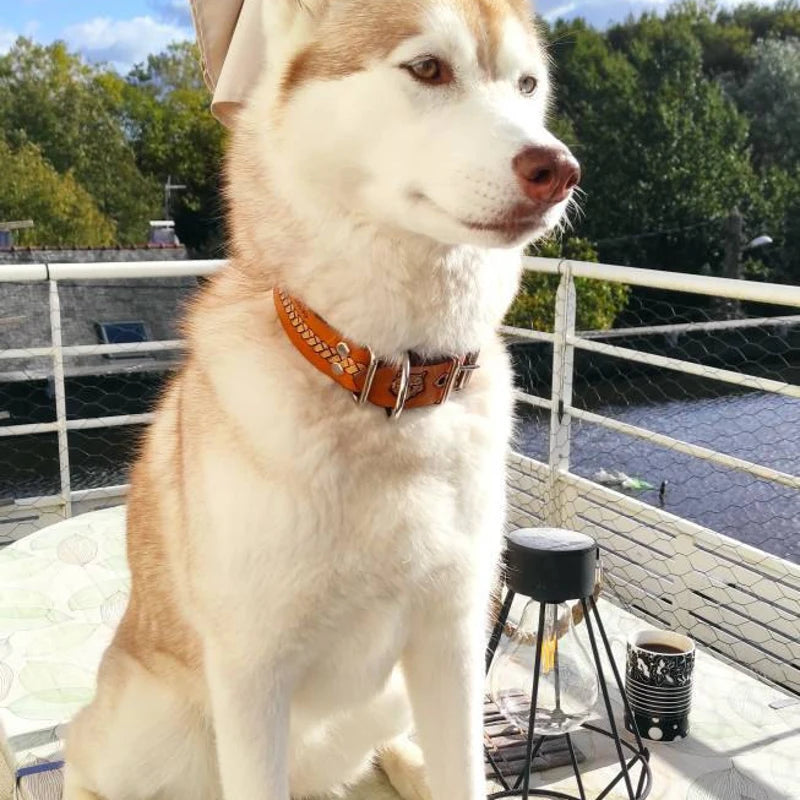 Kožený obojek pro psa s basket ražbou nošený na psovi venku na terase