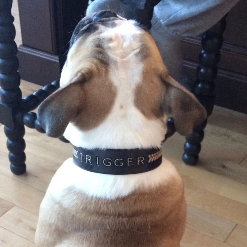 Černý kožený personalizovaný obojek pro psa nošený na krku psa zezadu