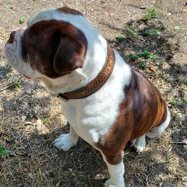 kozeny-obojek-pro-psa-na-krku-anglicky-buldok