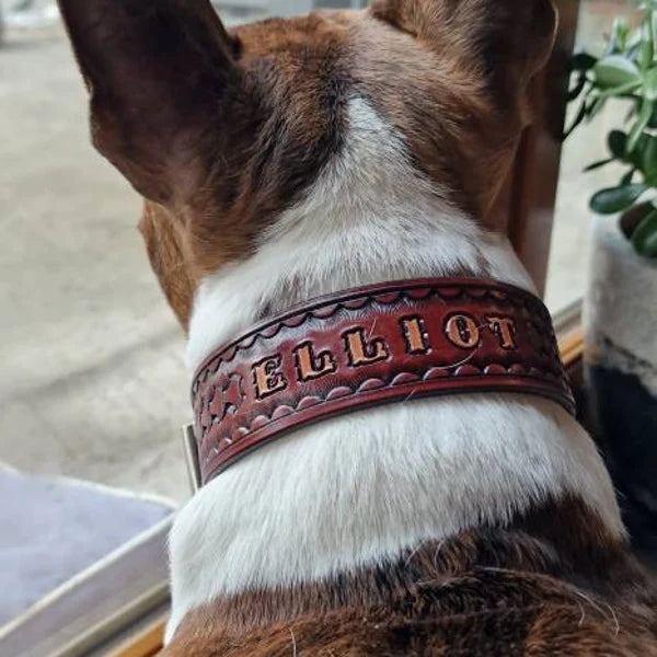 Kožený obojek pro psa na krku z pohledu zezadu, ruční ražba se jménem Elliot, široké a pevné kožené provedení