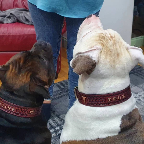 Kožené obojky pro psy na krku dvou psů typu bully, ruční ražba se jménem Zeus, široké a pevné provedení pro silné psy