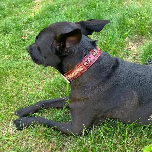 Kožený obojek pro psa na krku ležícího psa v trávě, ruční ražba se jménem Mr Mid, pevné kožené provedení pro venkovní použití