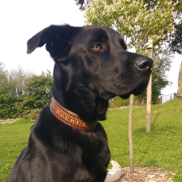 Kožený obojek pro psa na krku labradorského retrívra, ruční ražba se jménem Rocket, pevné a široké provedení