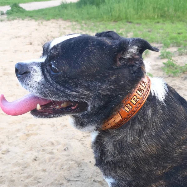 Kožený obojek pro psa na krku z bočního profilu, ruční ražba se jménem Bree, pevné kožené provedení pro každodenní nošení