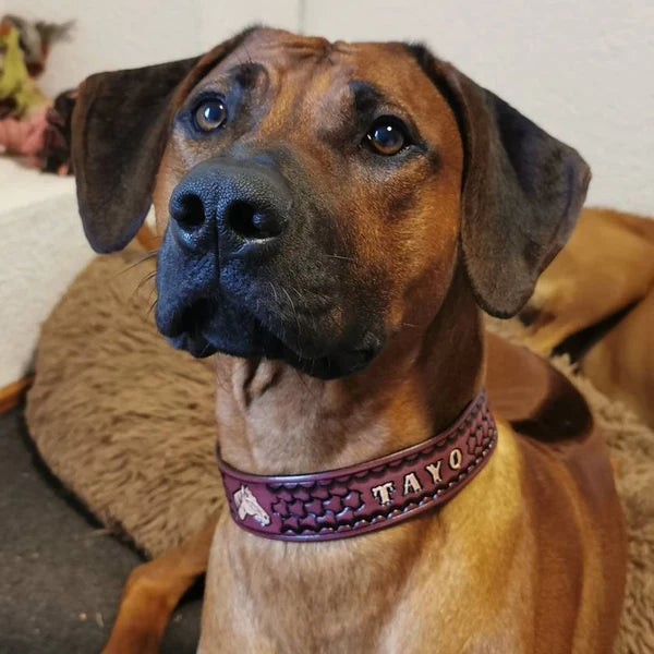 Kožený obojek pro psa na krku rhodeského ridgebacka, ruční ražba se jménem Tayo, široké a pevné provedení z kůže