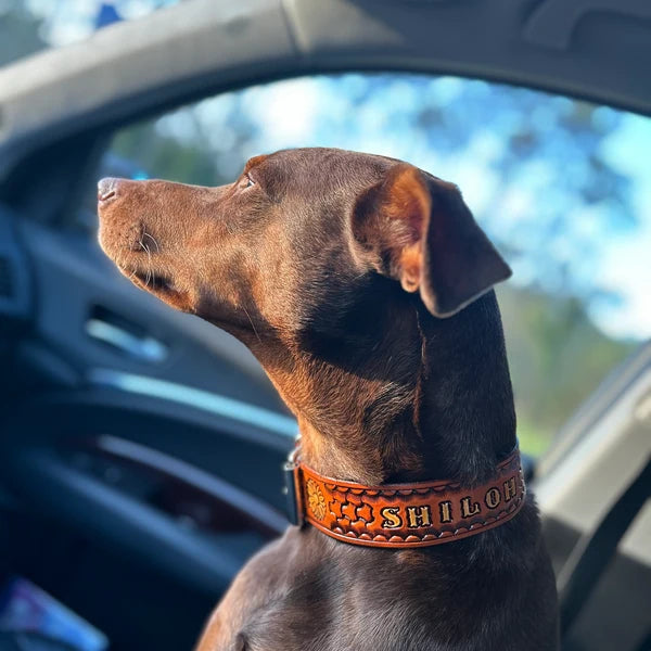 Kožený obojek pro psa na krku středně velkého psa, ruční ražba se jménem Shiloh, pevné kožené provedení