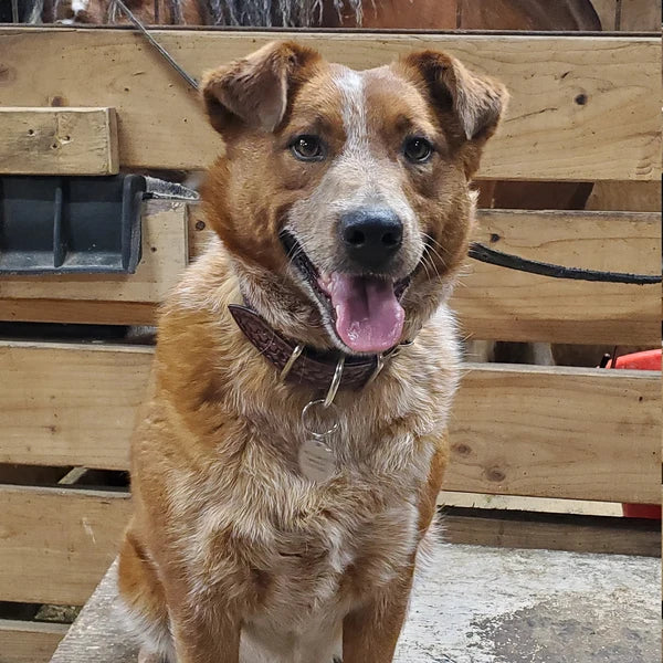 Kožený obojek pro psa na krku středně velkého psa, ruční výroba z kůže, pevné každodenní provedení