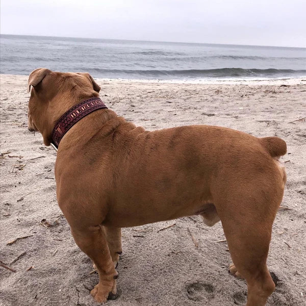 Kožený obojek pro psa na krku svalnatého psa typu bully, ruční ražba se jménem Hercules, široké a pevné provedení