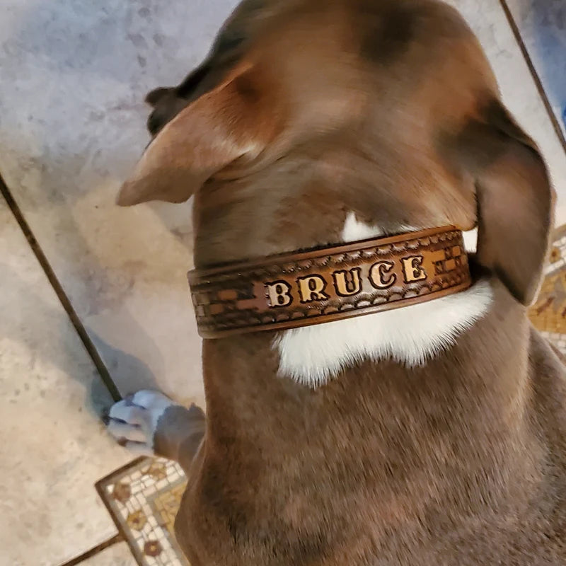 Kožený obojek pro psa na krku z pohledu zezadu v interiéru, ruční ražba se jménem Bruce, široké a pevné kožené provedení
