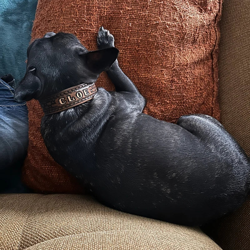 Kožený obojek pro psa s ručně raženým jménem Chloe, personalizovaný obojek při odpočinku doma na gauči
