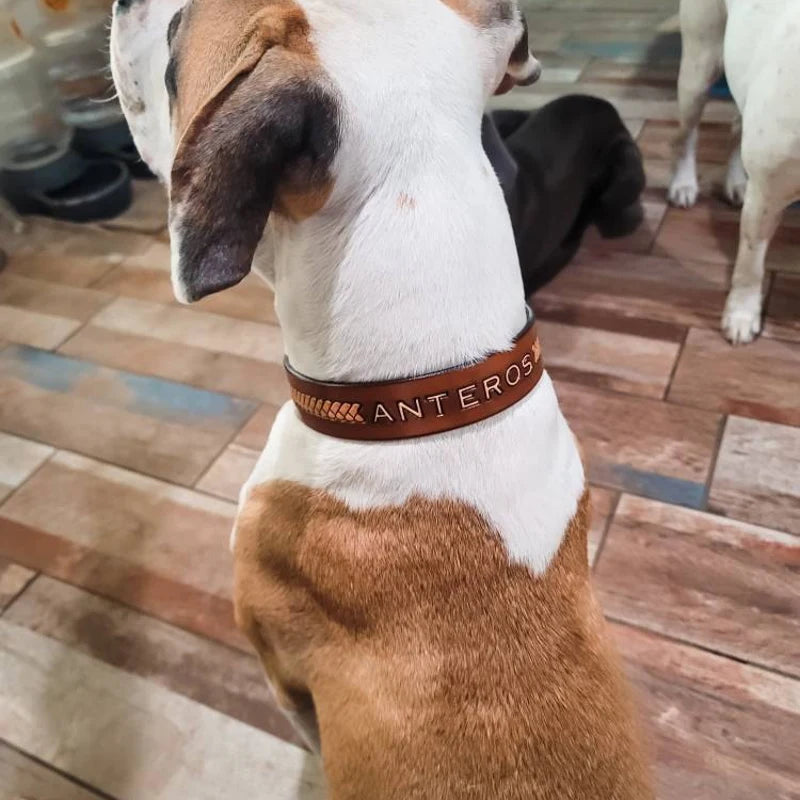 Personalizovaný kožený obojek pro psa se jménem Anteros nošený na psovi