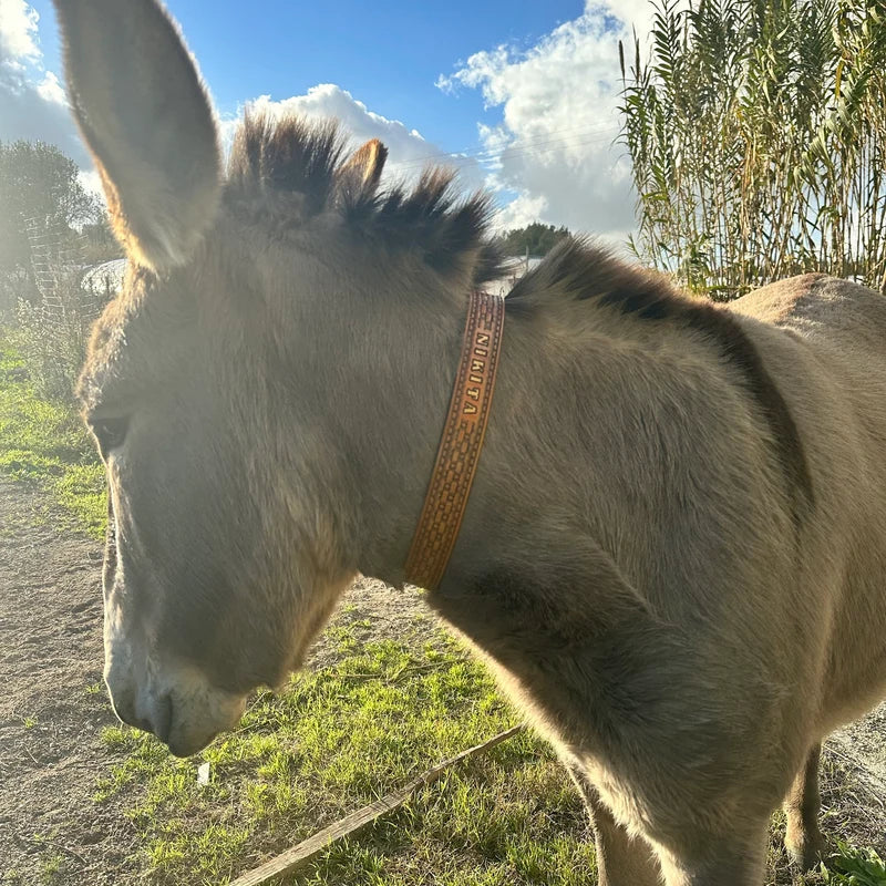 Kožený obojek s ručně raženým personalizovaným nápisem na krku osla, detail nošení v exteriéru