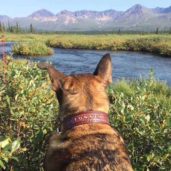 Pes s ručně vyráběným koženým obojkem na míru se jménem v přírodě